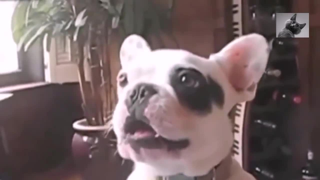 Малышка бульдог - пищалка - Как разговаривают животные, когда им есть что сказать